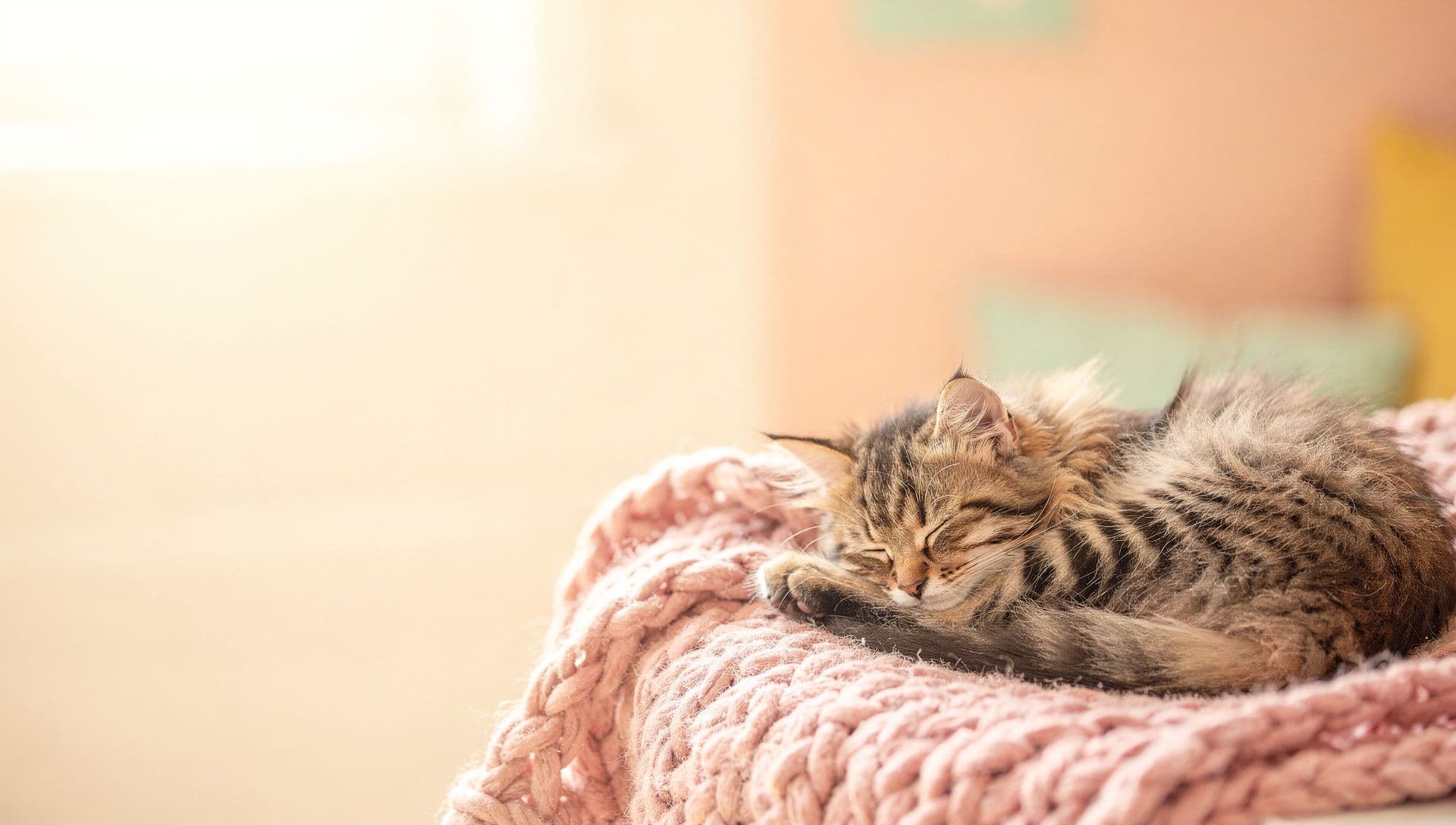 A pet asleep, curled on a soft chunky-knit throw in warm window light.